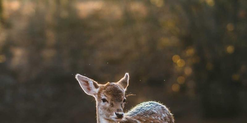 从《奥本海默》看影评、上映时间与在线购票如何影响电影市场