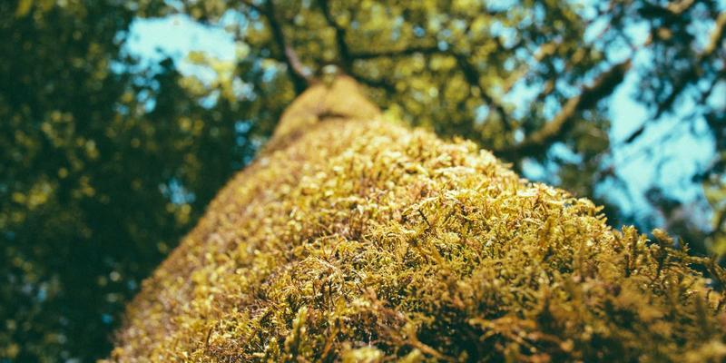 流媒体原创电影冲击奥斯卡：Netflix与Apple TV+如何改变电影资讯与在线购票格局